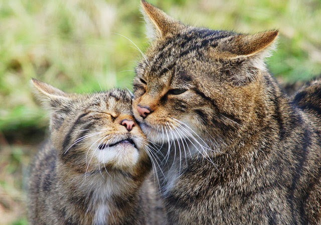 Two Scottish wildcats rubbing cheeks